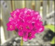 Живые дорожки Живые дорожки