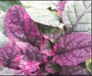 Живые дорожки Живые дорожки