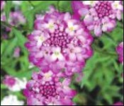 Живые дорожки Живые дорожки