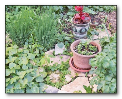 Декоративное садоводство Декоративное садоводство