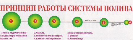 Капельный полив Капельный полив