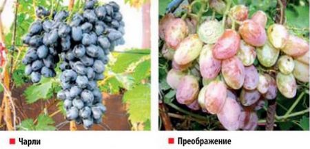 Виноград выращивание и уход Виноград выращивание и уход