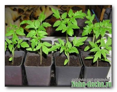 Выращивание томатов Выращивание томатов