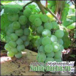 Виноград в нечерноземье Виноград в нечерноземье