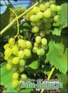 Виноград в нечерноземье Виноград в нечерноземье