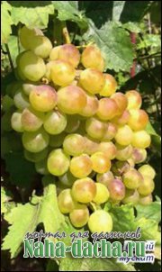 Виноград в нечерноземье Виноград в нечерноземье