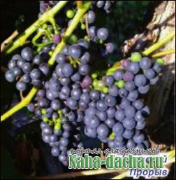 Виноград в нечерноземье Виноград в нечерноземье