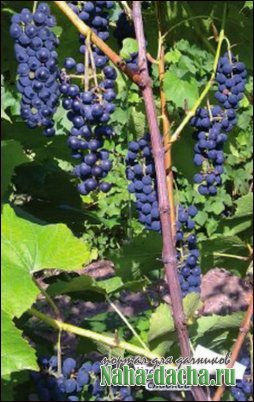 Виноград в нечерноземье Виноград в нечерноземье