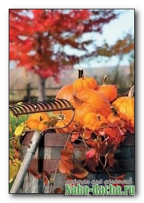 Осенные работы на дачном участке Осенные работы на дачном участке