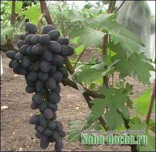 ���� "������ �����"