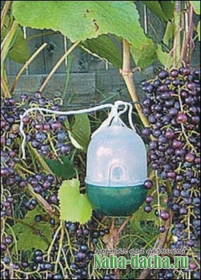 ловушка от вредителей ловушка от вредителей