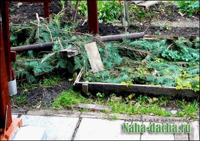 укрытие винограда лапником укрытие винограда лапником