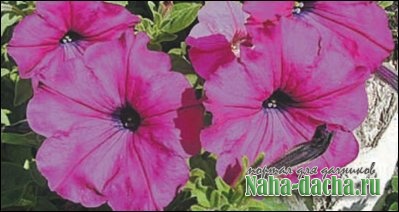 выращивание петунии выращивание петунии