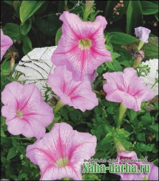 выращивание петунии выращивание петунии