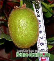 Выращивание киви Выращивание киви