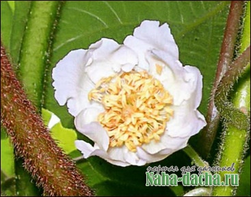 Выращивание киви Выращивание киви