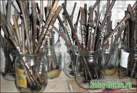 Практические советы виноградаря Практические советы виноградаря