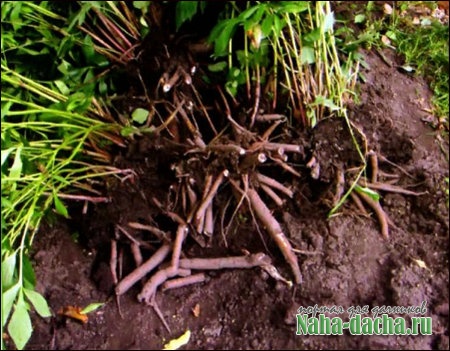 Подготовка к зиме на даче Подготовка к зиме на даче