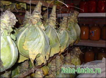 Выращивание капусты Выращивание капусты