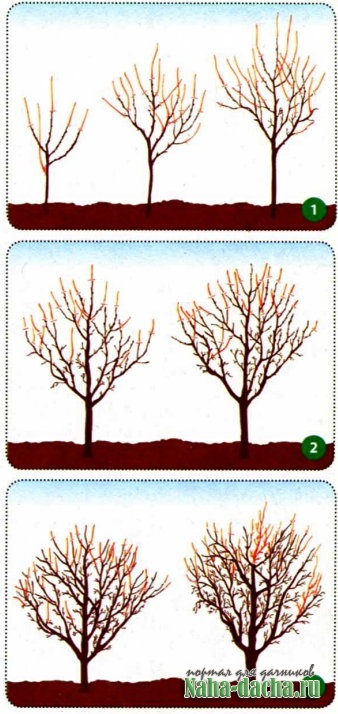 Каждому дереву - своя обрезка Каждому дереву - своя обрезка