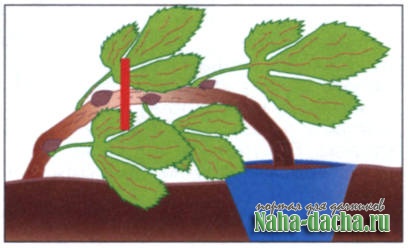 Мой опыт выращивания саженцев винограда Мой опыт выращивания саженцев винограда