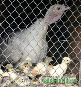 Как разводить индюков Как разводить индюков