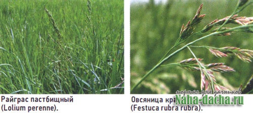 Какую траву выбрать для газона Какую траву выбрать для газона