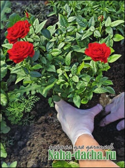 Посадка и пересадка роз Посадка и пересадка роз