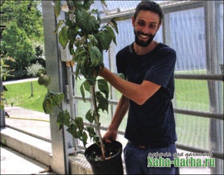 Как вырастить кизил Как вырастить кизил