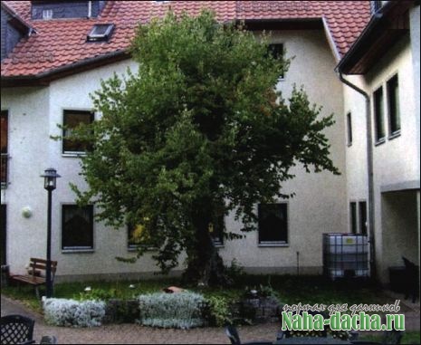 Как вырастить кизил Как вырастить кизил